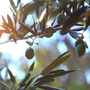 Überfette Seife Cologne aus Byzanz